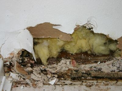 Professional water damage restoration services in Cottondale, AL - Professional Water Mitigation & Cleanup Services